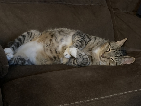 an american shorthair tabby sleeps peacefully on his side a brown couch.